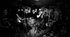 2016-02-20_FluFluBirds-02